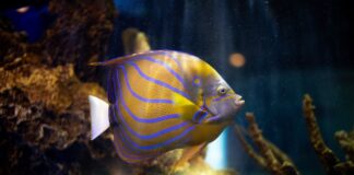 Wybór ozdób akwariowych