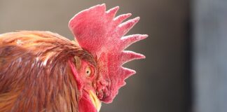 Jak samemu upiąć krótkie włosy?