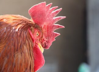 Jak samemu upiąć krótkie włosy?