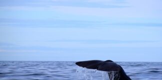 Od czego zależy grubość nadgarstka?