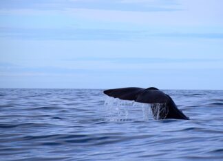 Od czego zależy grubość nadgarstka?