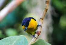 Ile dla organisty za ślub?