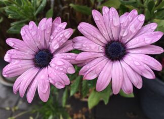 Czy w grudniu można wziąć ślub?