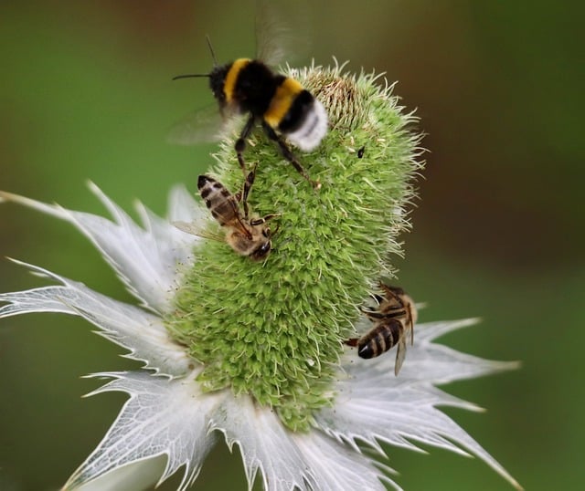 Co to jest za kolor Ivory? Co to jest za kolor Ivory?