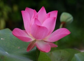 Jak się mówi po angielsku kok?