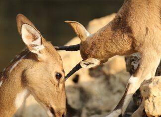 Co jest dobre na otarcia po butach?