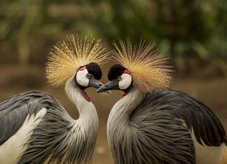Jakie nakrycie do eleganckiej sukienki?