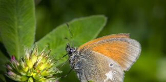 Czy glicerynę można kupić w aptece? Czy glicerynę można kupić w aptece?