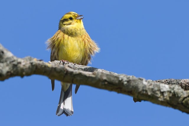 Czym się różni złotnik od jubilera? Czym się różni złotnik od jubilera?