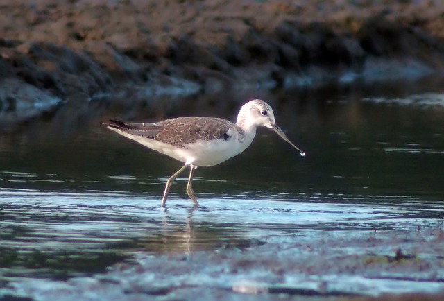 Gdzie jest cholewką? Gdzie jest cholewką?